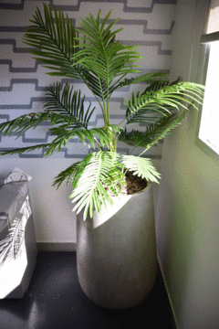 Areca Palm - comprar online