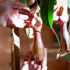 planta carnívora nepenthes graciliflora - Argila