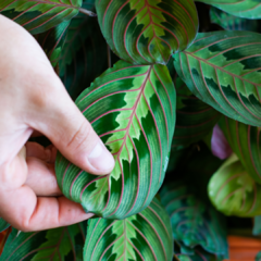 maranta leuconeura rosa na internet