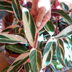 maranta triostar