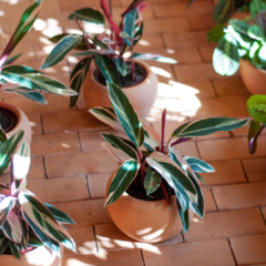 maranta triostar - comprar online