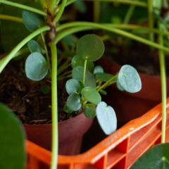 pilea peperomioides na internet