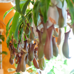 planta carnívora nepenthes graciliflora na internet