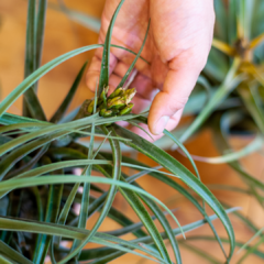 Bromélia Tillandsia na internet