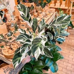 maranta variegata - comprar online