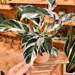 maranta variegata