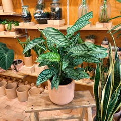 maranta ornata branca - comprar online