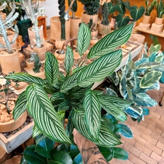 maranta ornata branca