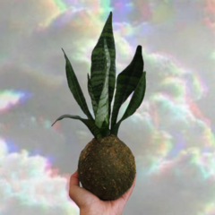 Kokedama sanseveria. - comprar online