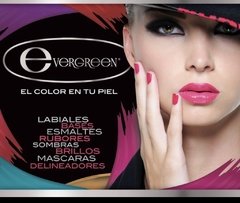 Labiales evergreen 