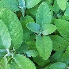 HIERBAS DEL CERRO - salvia Medicinal - comprar online