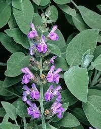 HIERBAS DEL CERRO - salvia Medicinal