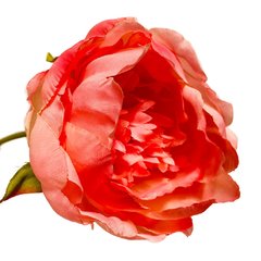 Vara de PEONIA