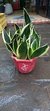 Sansevieria Moon Shine M14