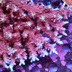 Acropora colonia