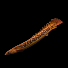 polypterus teugelsi 10 cm 