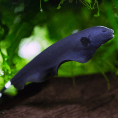 apteronotus albifrons 6cm