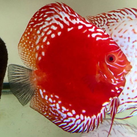 discus red rafflesia 12 cm