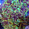 Euphyllia Torch Sould dragon neon frag 1 cabeza