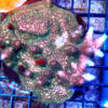 Acropora millepora pink