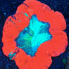Trachyphyllia geofroyi red ultra 10cm