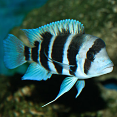 cyphotilapia frontosa 8/9cm