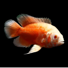 astronotus red blood