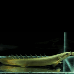 polypterus senegalus 10 cm