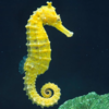 Hippocampus Kuda amarillo