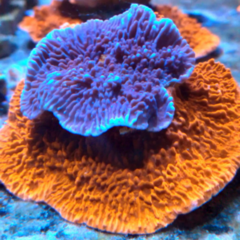 Frag injerto monitora capricornis violeta/roja