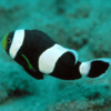 amphiprion saddleback 5cm