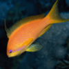 pseudanthias squamipinnis