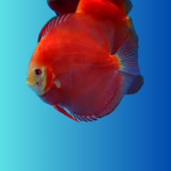 discus red ninja 10cm