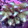 Acropora tenuis