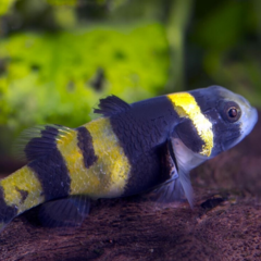 brachygobius doriae