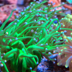 Euphyllia glabrescens verde punta azul 1 cabeza 