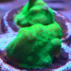 Psammocorq green ultra (sps) 