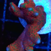 Montipora digitata red/green frag 
