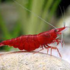 neocaridina red sakura