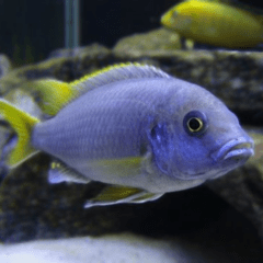 gephyrochromis moorii 8cm