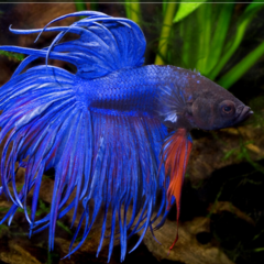 betta crowntail azul