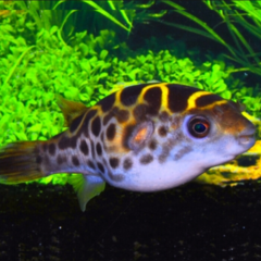 tetraodon fluviatilis