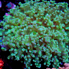 Euphyllia divisa neon L