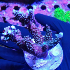 Frah acropora cuerno de alce azul