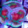 Favia multicolor frag