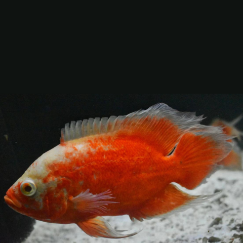 astronotus red chilli tiger albino 8cm (importado)