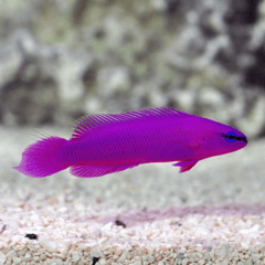 pseudochromis fridmani 5 cm