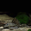 hypancistrus contradens 6-7 cm