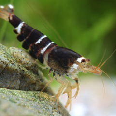 caridina black