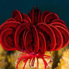 crinoidea roja